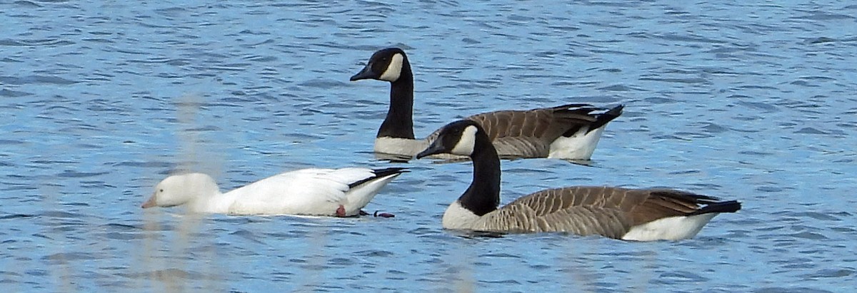 Ross's Goose - ML627438146