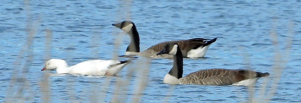 Ross's Goose - ML627438147