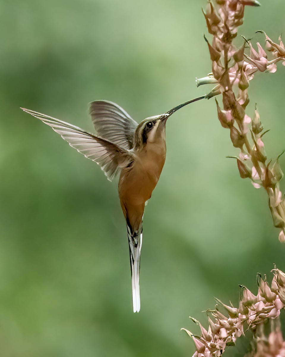 planaltoeremitt - ML627438148