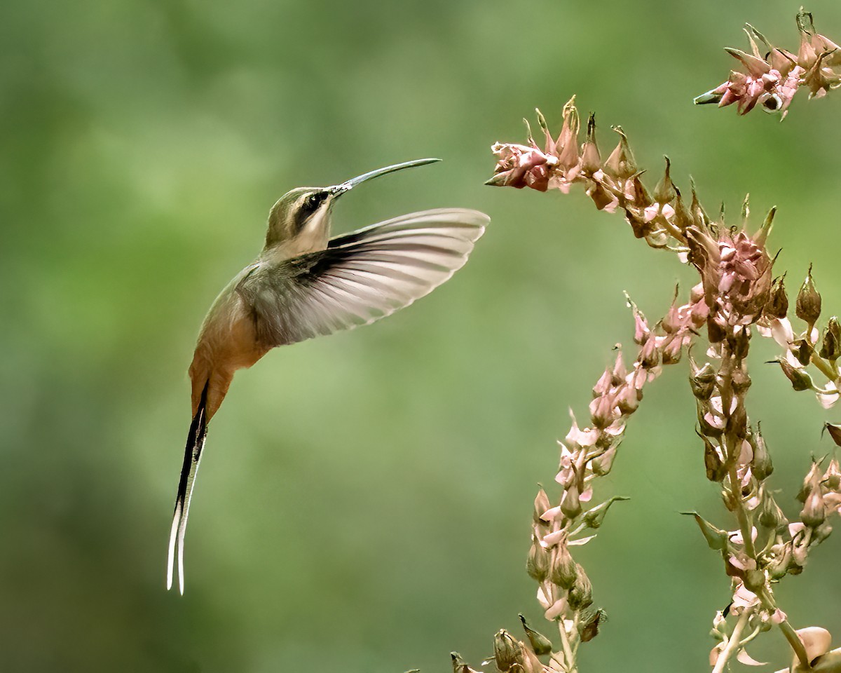 planaltoeremitt - ML627438149