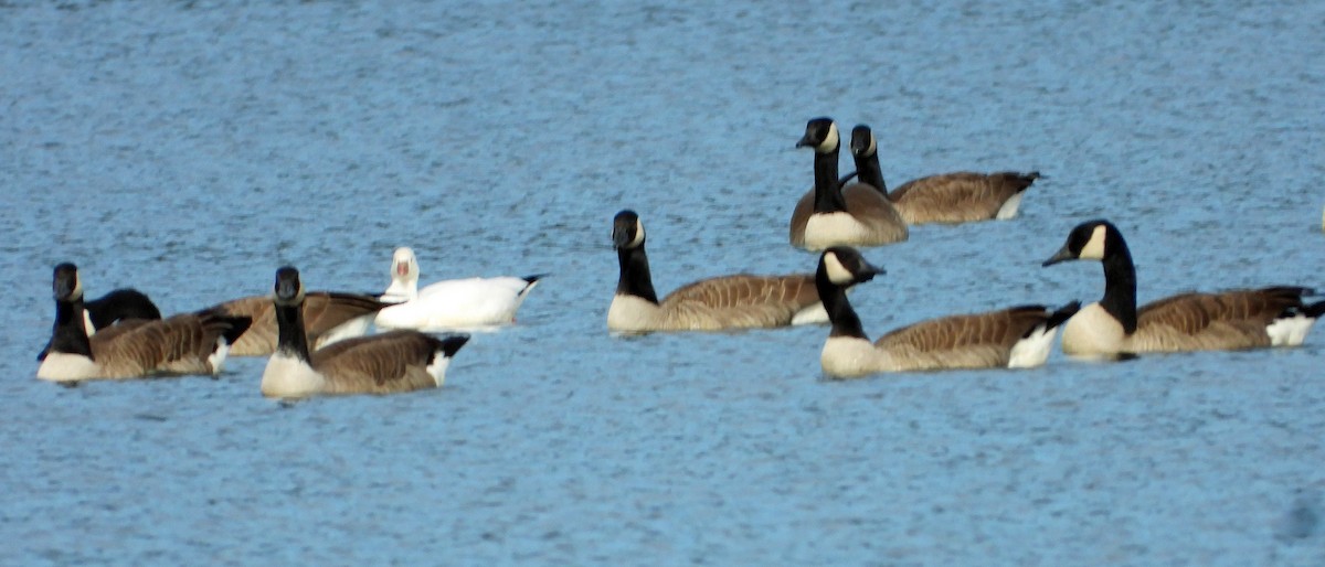 Ross's Goose - ML627438150