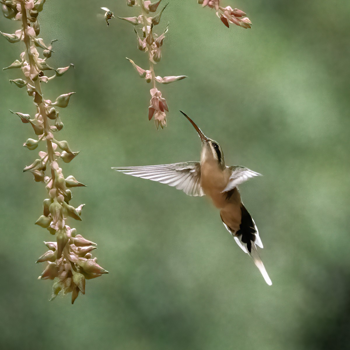 planaltoeremitt - ML627438151