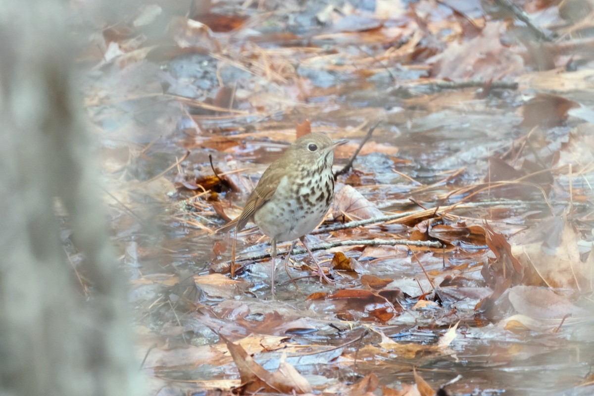 Hermit Thrush - ML627438278