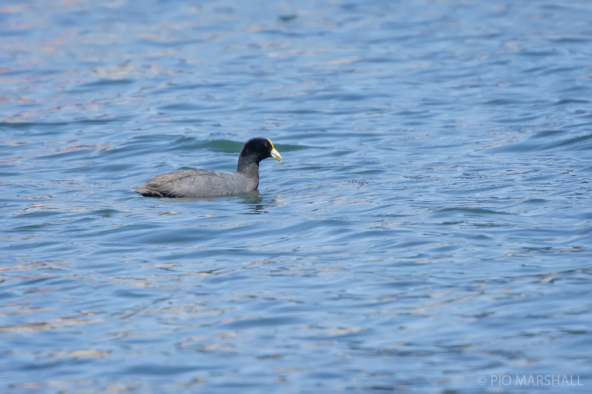 White-winged Coot - ML627438296