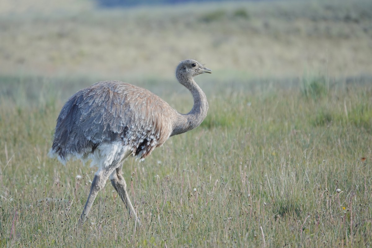 Lesser Rhea - ML627438331