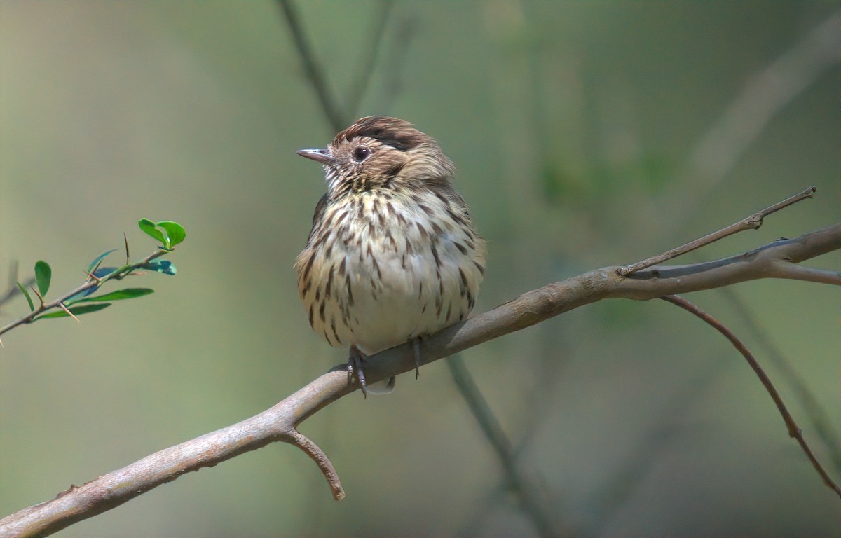 Speckled Warbler - ML627438433