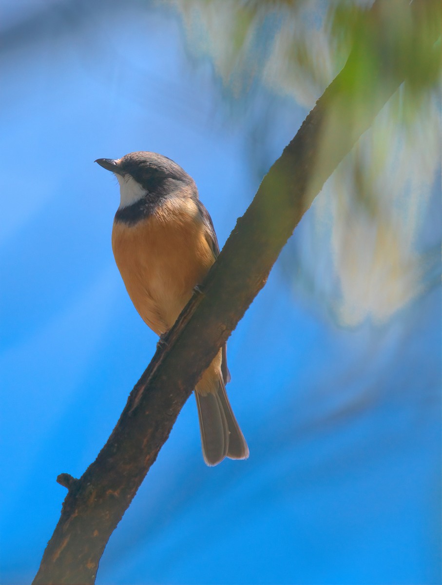 Rufous Whistler - ML627438460