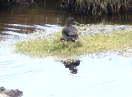 Andean Teal (Andean) - ML627438470