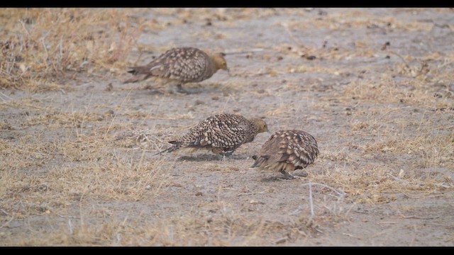 Namaqua Sandgrouse - ML627438566
