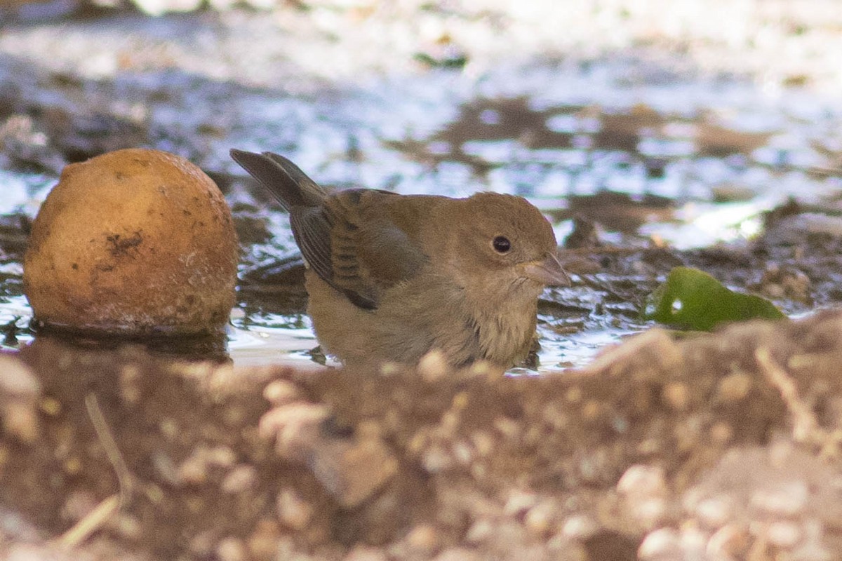 Indigo Bunting - ML627438848