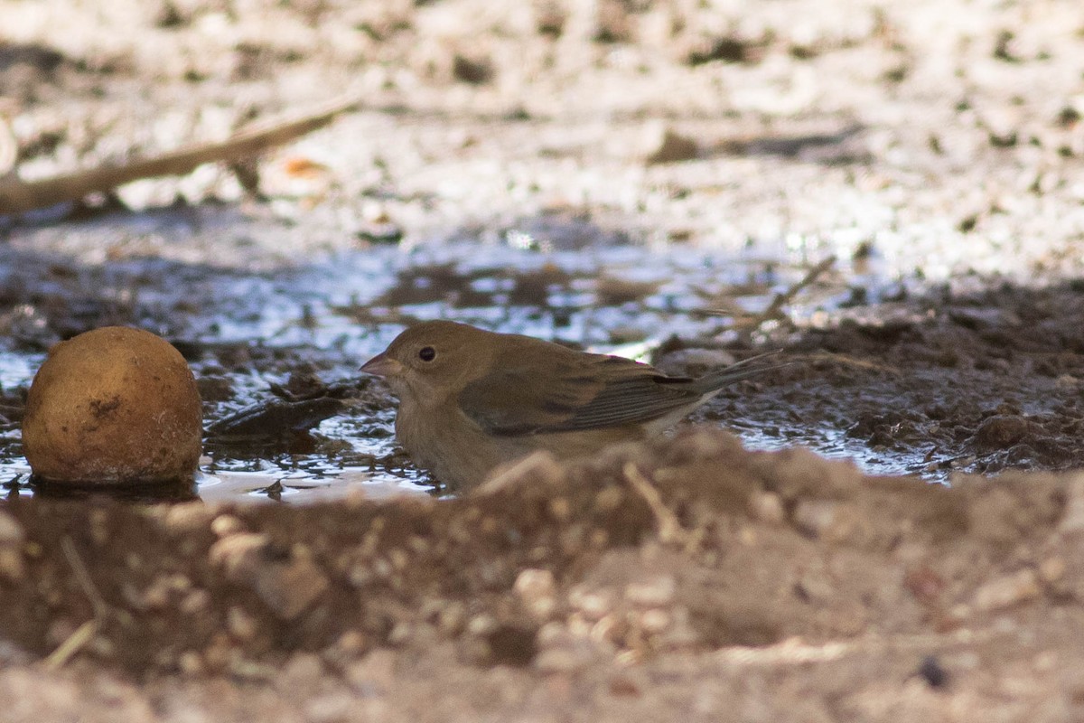 Indigo Bunting - ML627438855