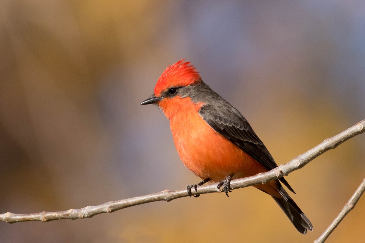 Vermilion Flycatcher - ML627438887