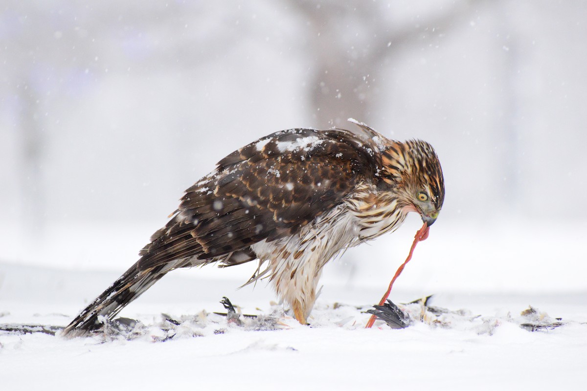 Cooper's Hawk - ML627438894