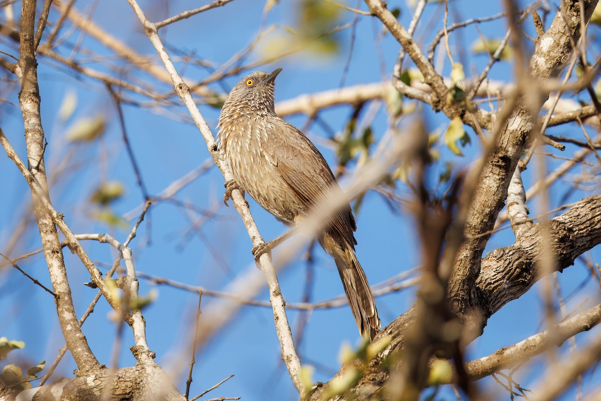 Arrow-marked Babbler - ML627438914