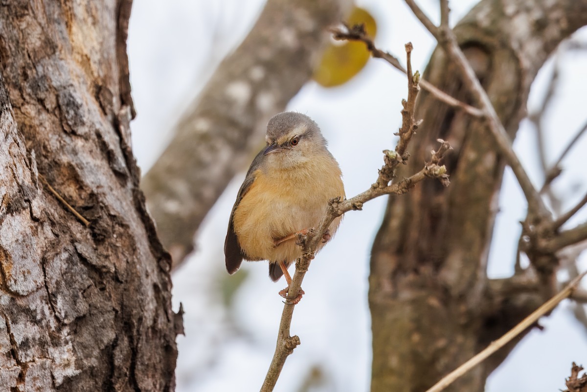 Long-billed Crombec - ML627439268