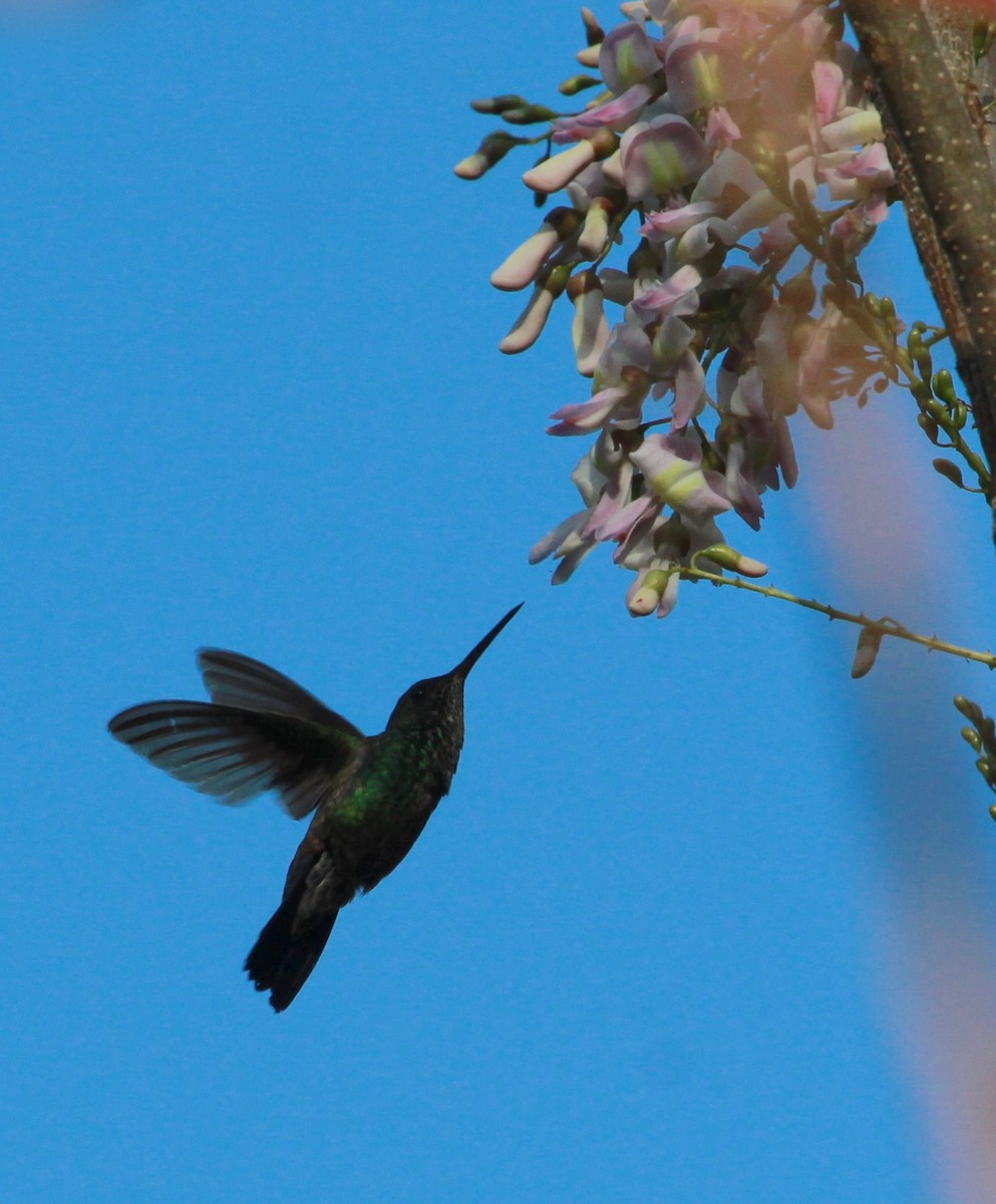 Blue-vented Hummingbird - ML627439586