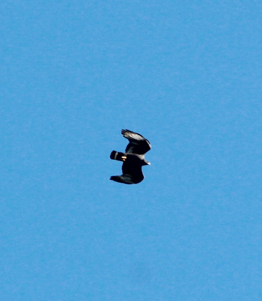 Zone-tailed Hawk - ML627439602