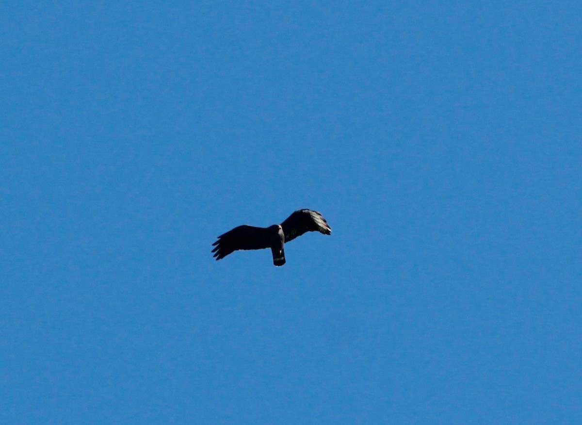 Zone-tailed Hawk - ML627439603