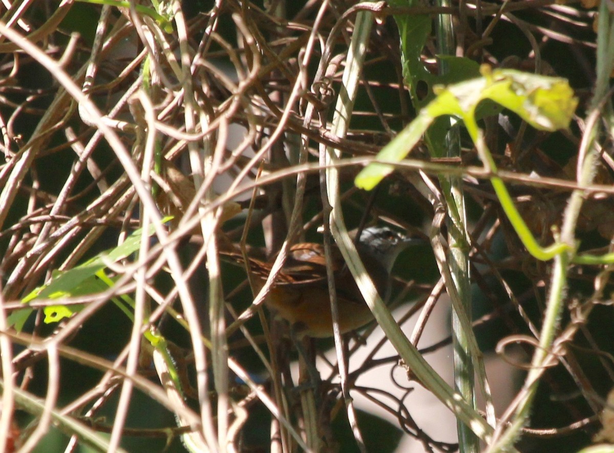 Cabanis's Wren - ML627439621