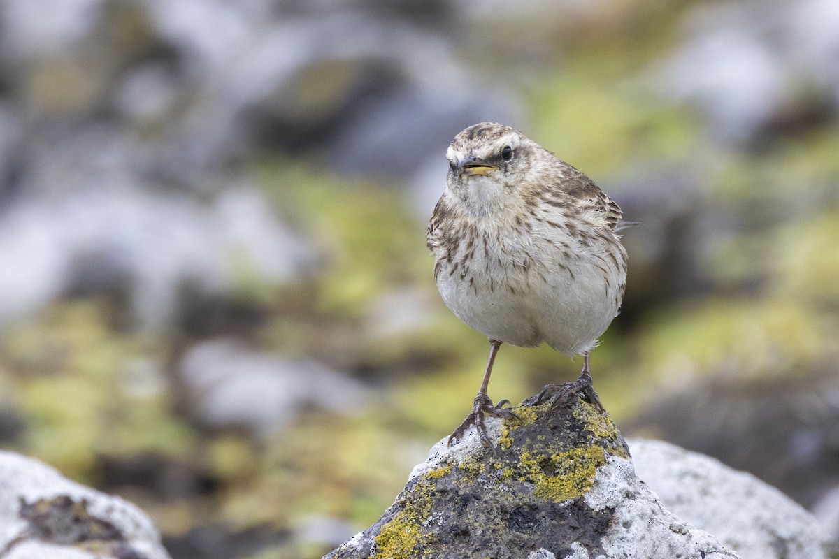 New Zealand Pipit - ML627439629