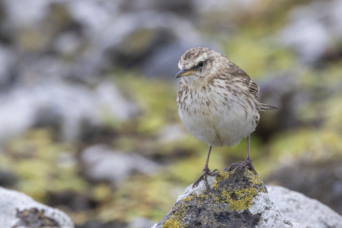 New Zealand Pipit - ML627439630