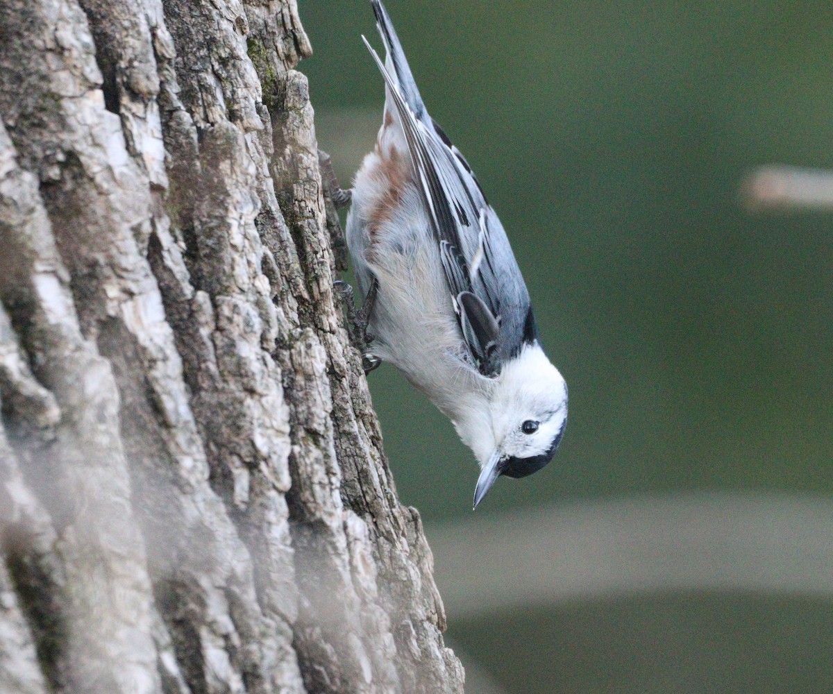 White-breasted Nuthatch - ML627439667