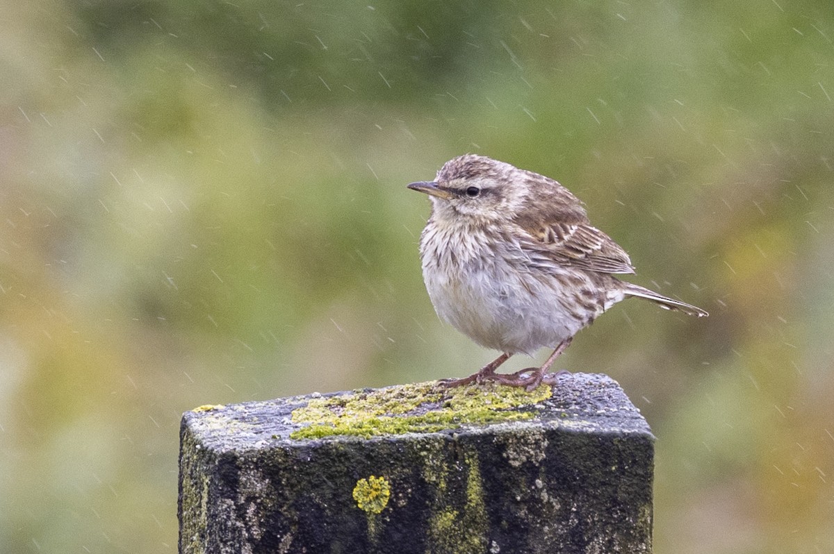 New Zealand Pipit - ML627439674