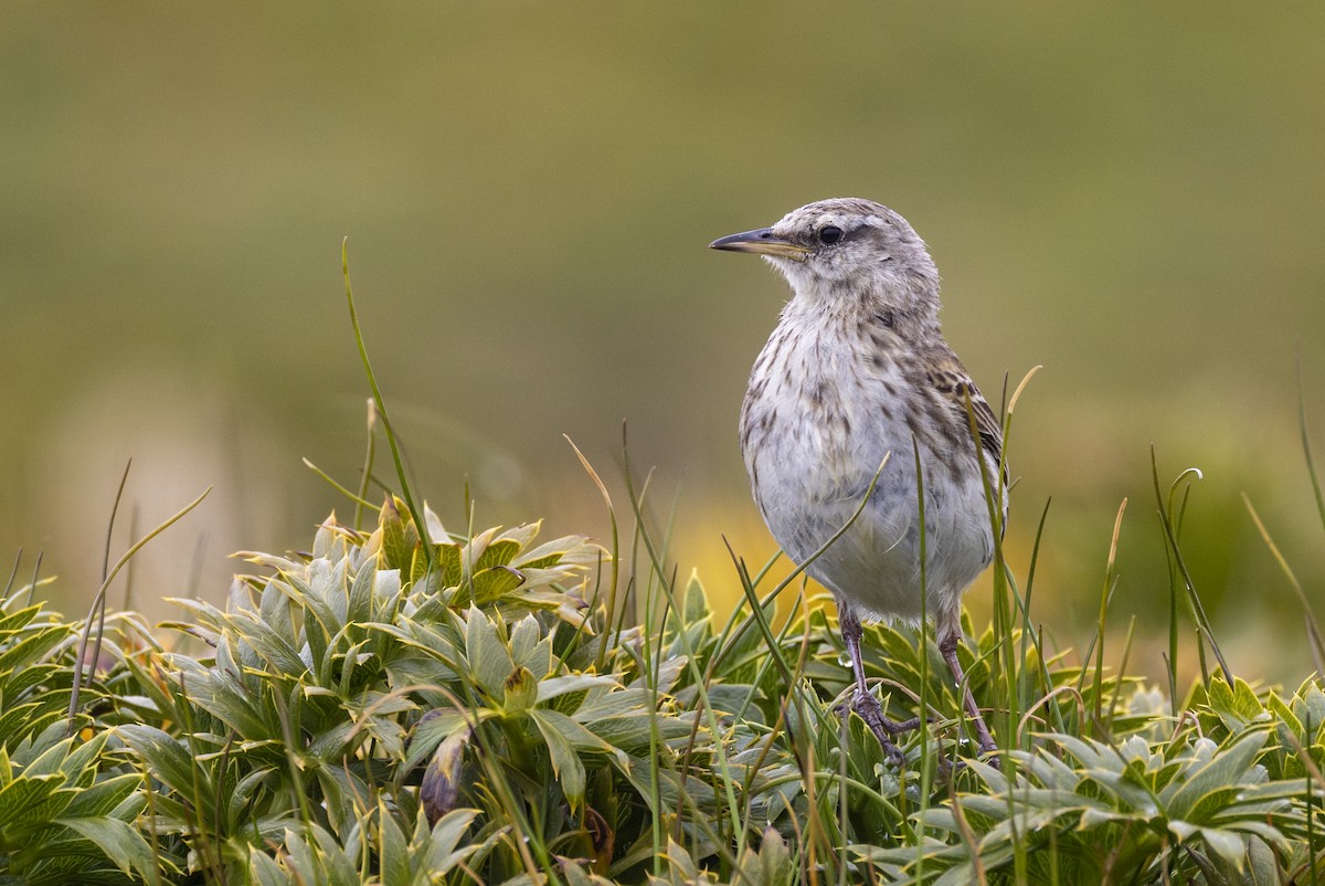 New Zealand Pipit - ML627439699