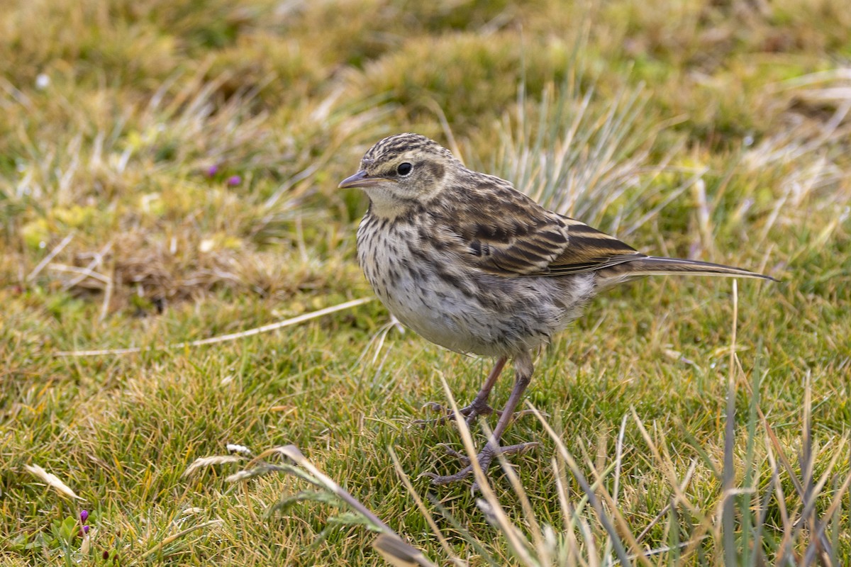 New Zealand Pipit - ML627439700