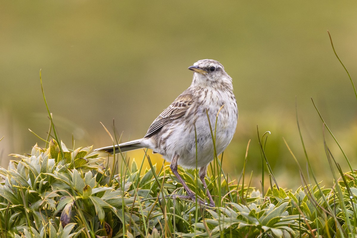 New Zealand Pipit - ML627439701