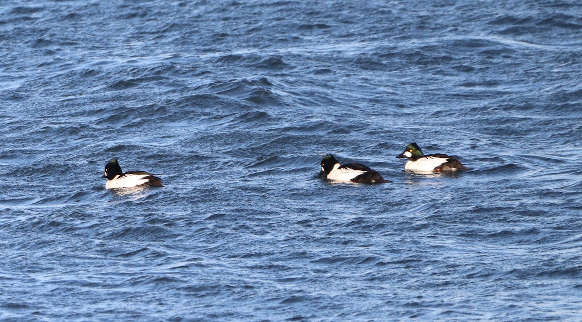 Common Goldeneye - ML627439762