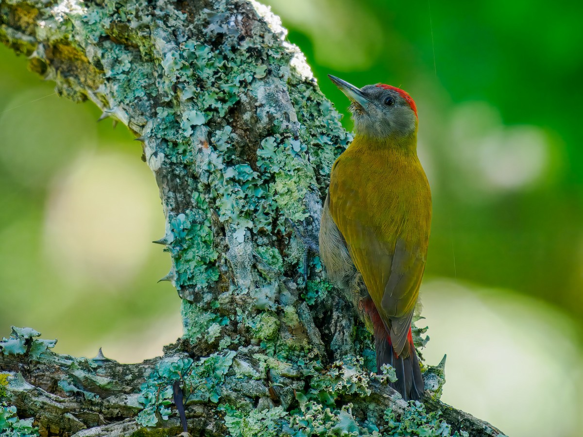 Olive Woodpecker - ML627439787