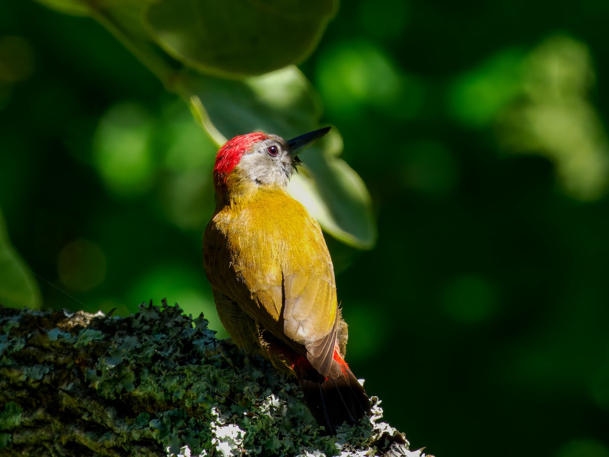 Olive Woodpecker - ML627439788