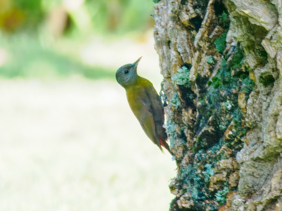 Olive Woodpecker - ML627439789