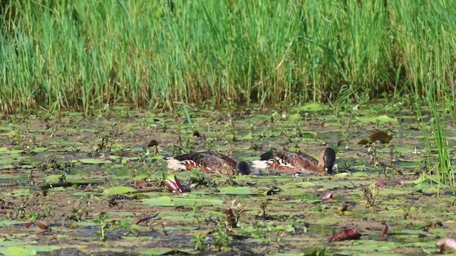 オオリュウキュウガモ - ML627439800