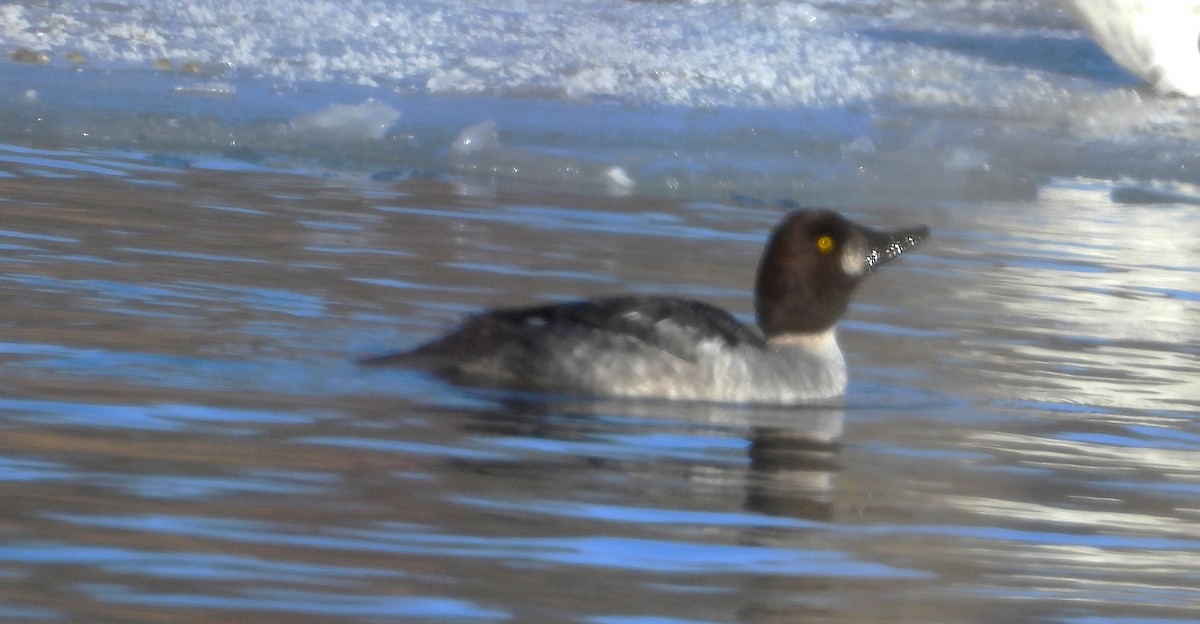 Common Goldeneye - ML627439801