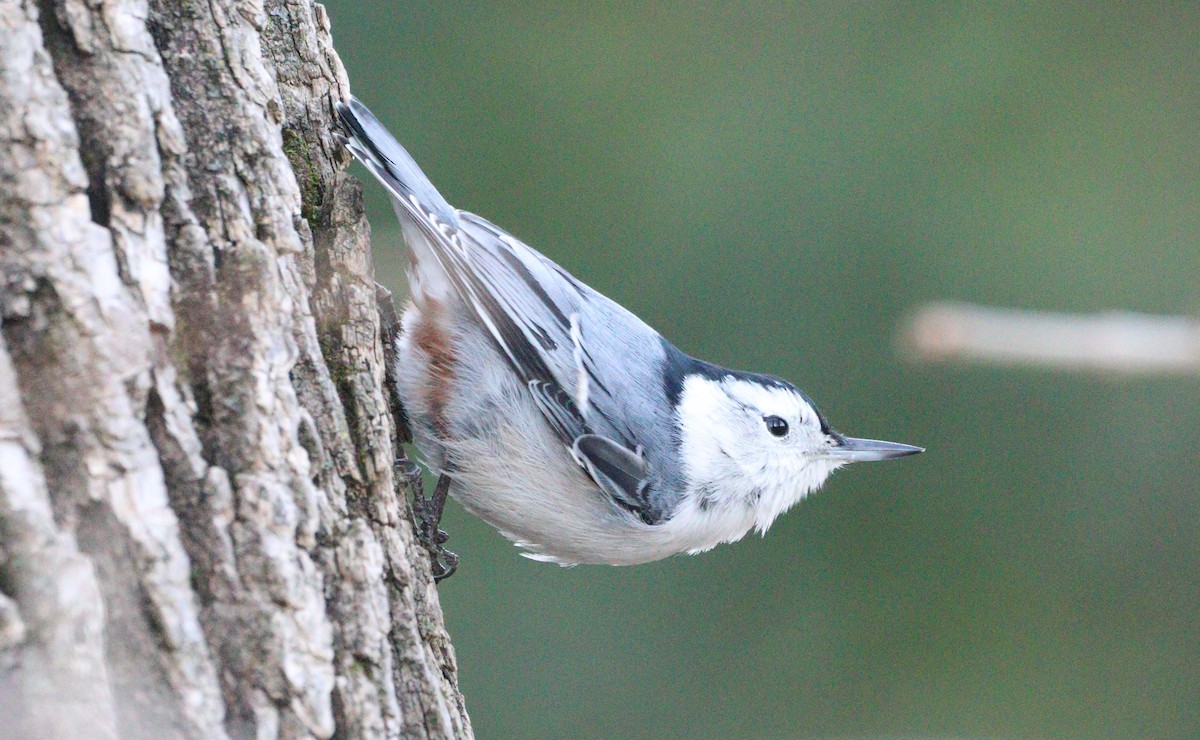 White-breasted Nuthatch - ML627439815