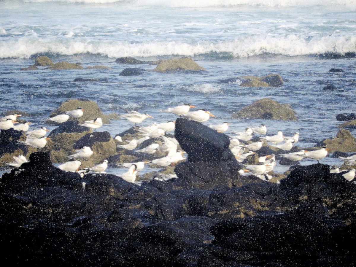 West African Crested Tern - ML627439824