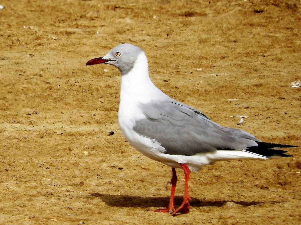 Gray-hooded Gull - ML627439835