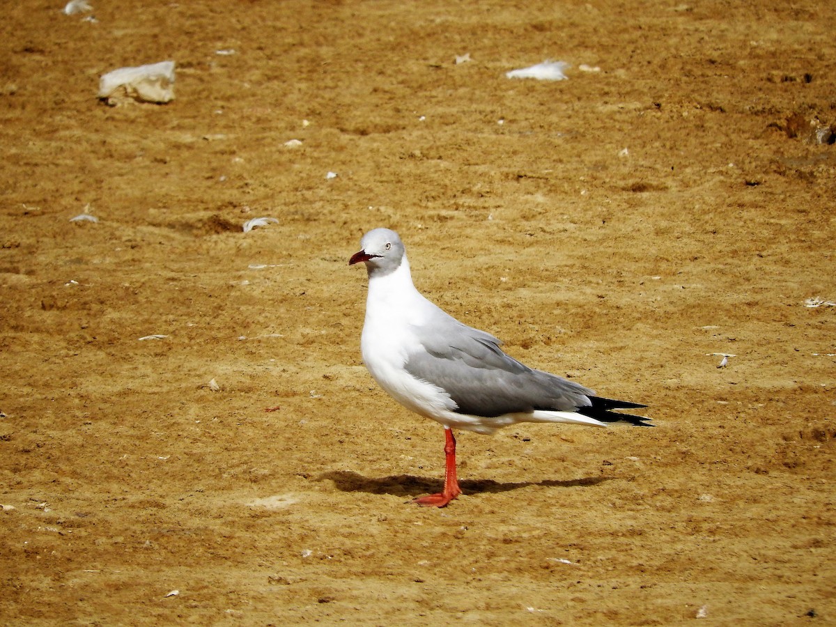 Gray-hooded Gull - ML627439838