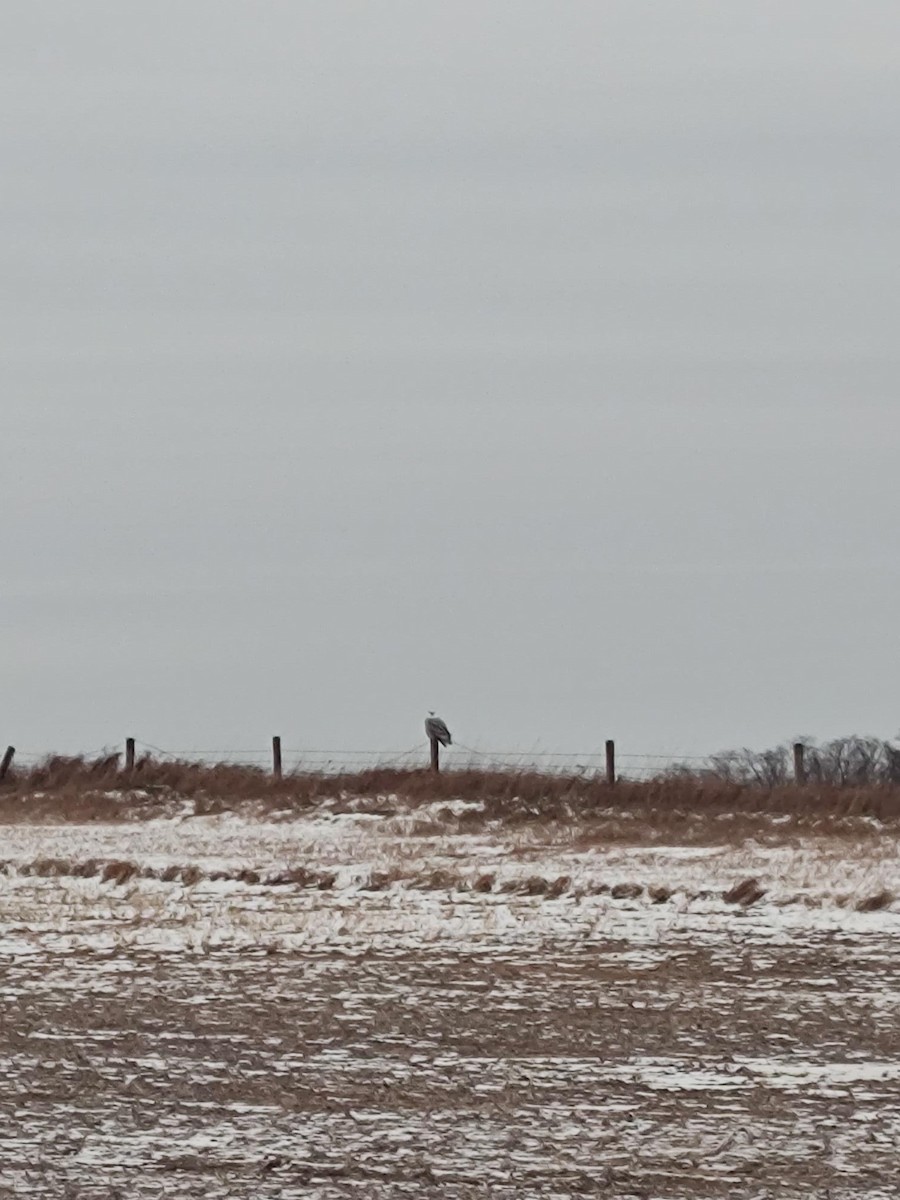 Snowy Owl - ML627439904