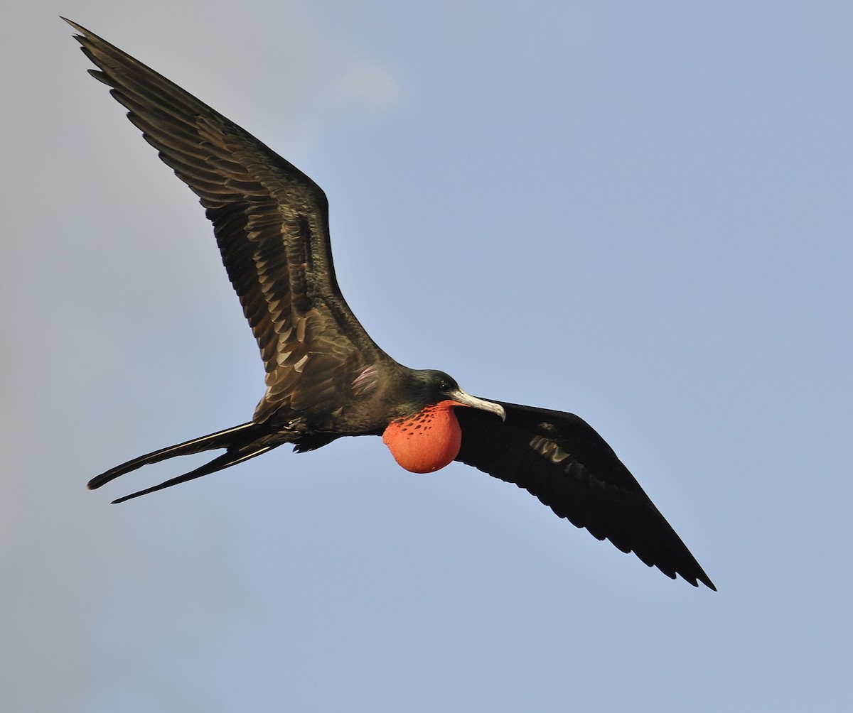 Magnificent Frigatebird - brendan galvin