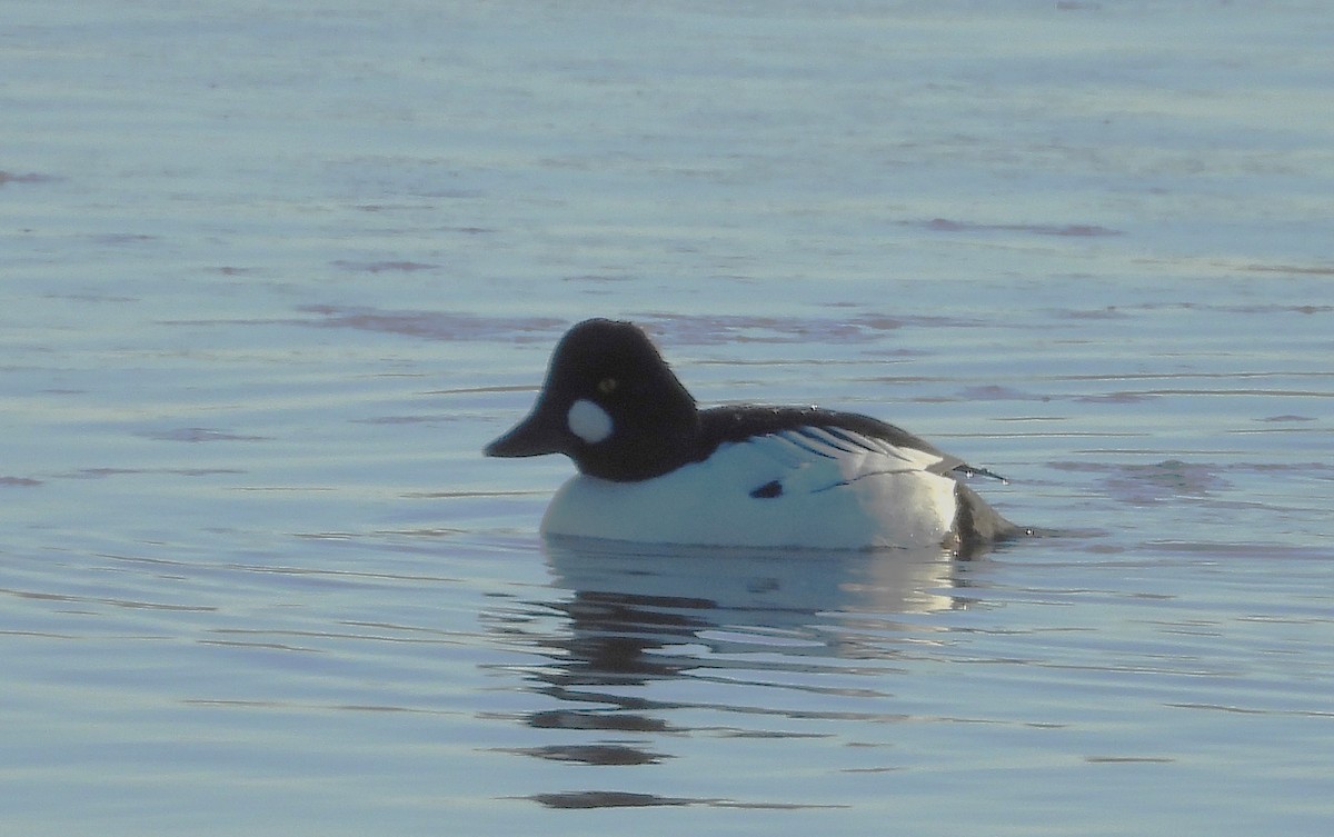 Common Goldeneye - ML627439936