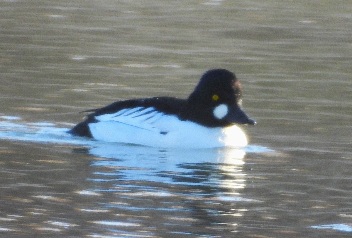 Common Goldeneye - ML627439937