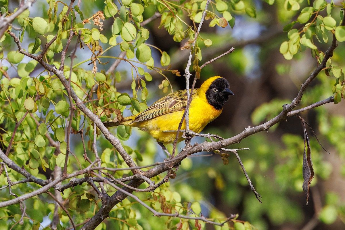 Lesser Masked-Weaver - ML627439953