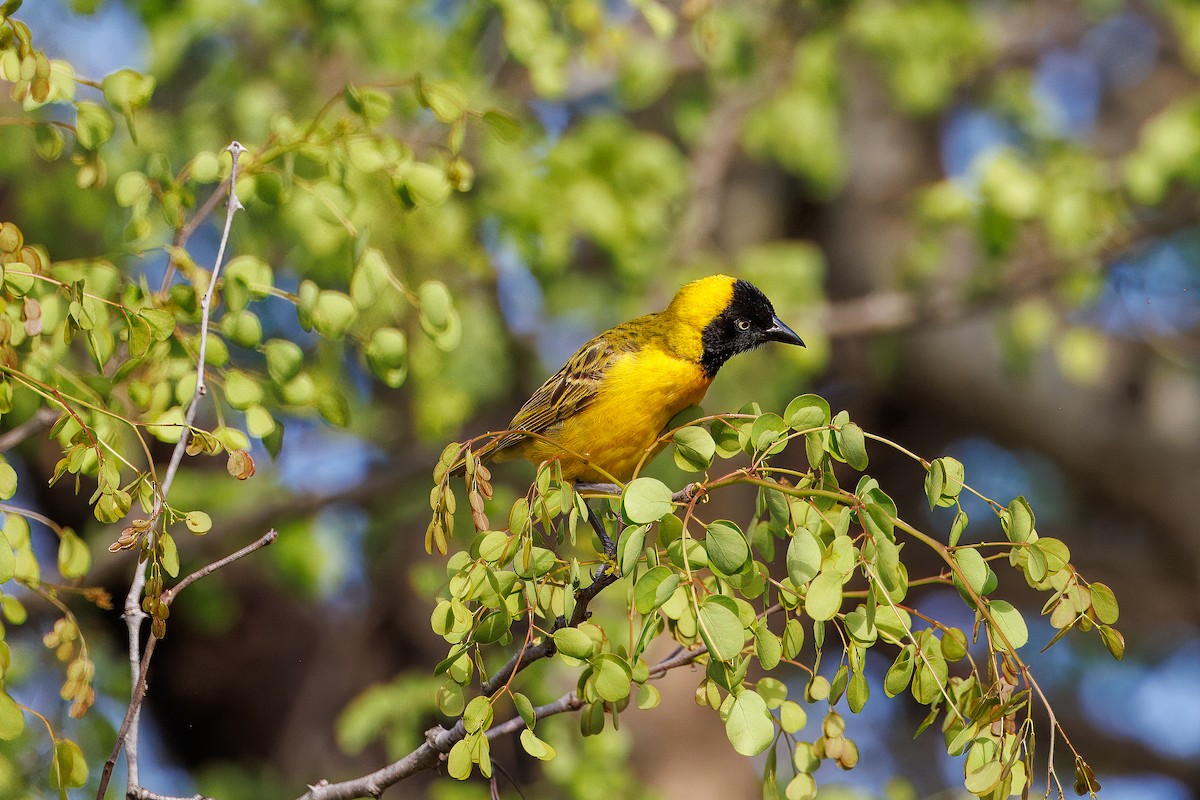 Lesser Masked-Weaver - ML627439954