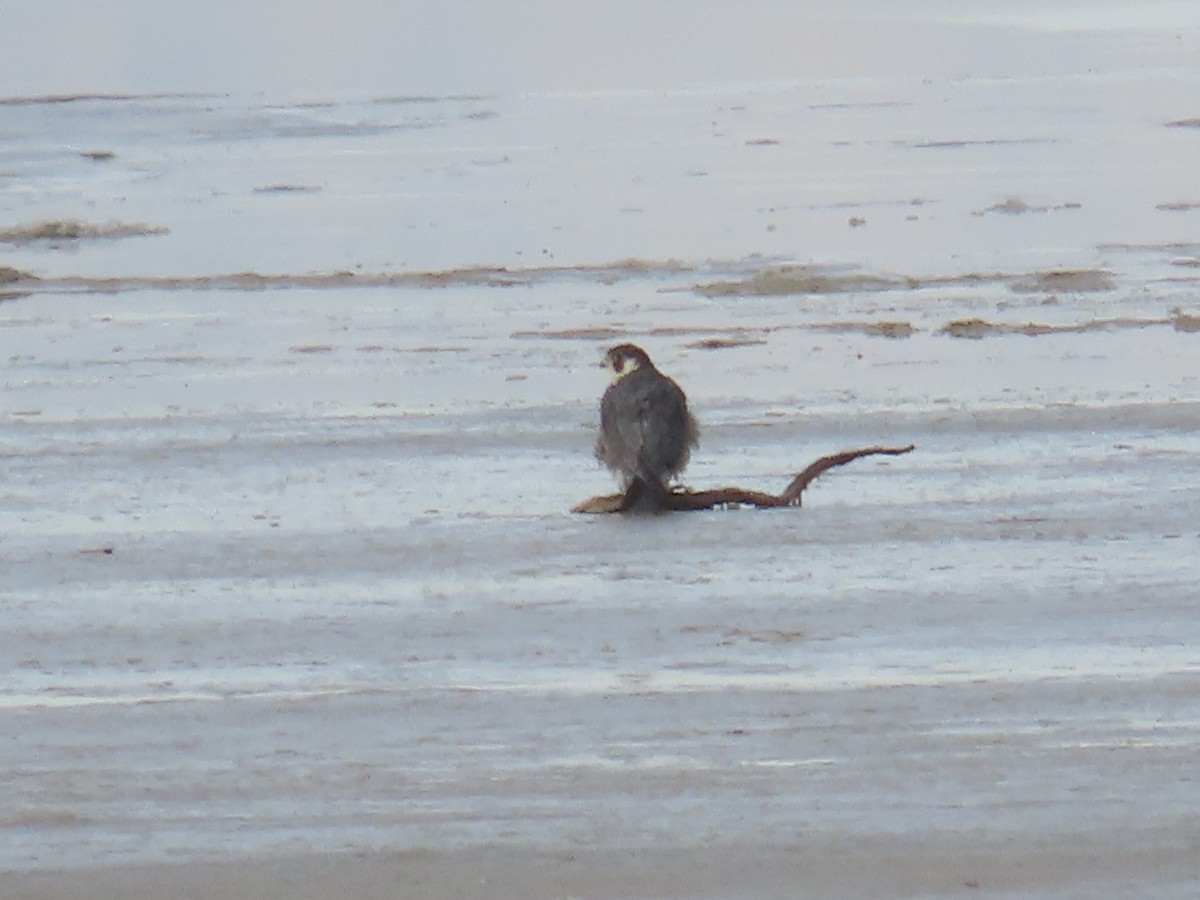 Peregrine Falcon - ML627440009