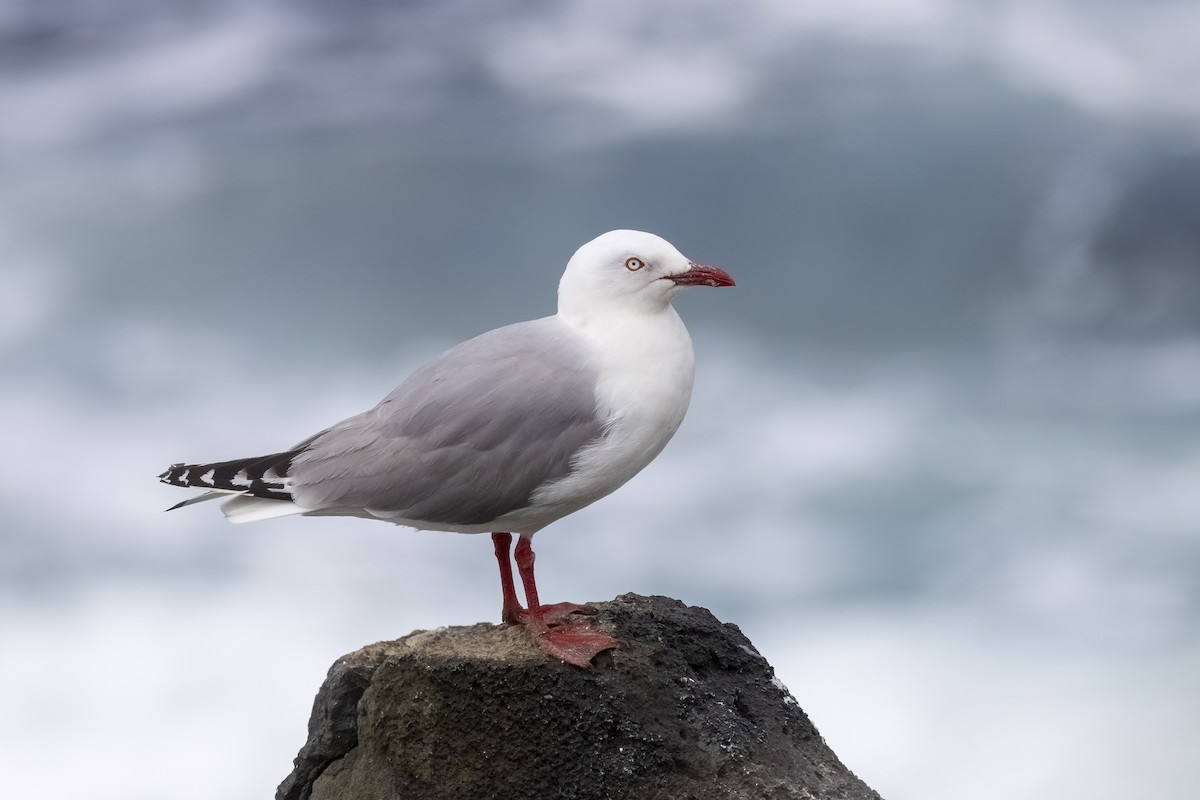 Mouette argentée (scopulinus) - ML627440087