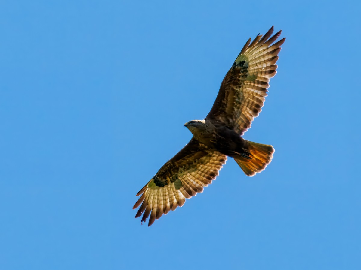 Şahin - ML627440104