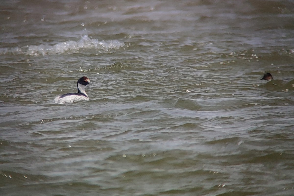 Hooded Grebe - ML627440249